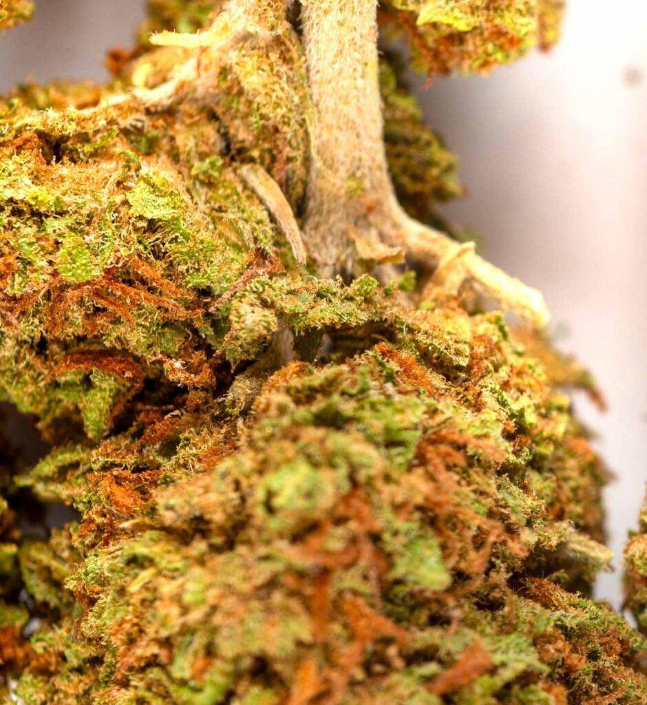 Detalle de cogollo Cheese Indoor CBD con tonos verdes y pistilos naranjas